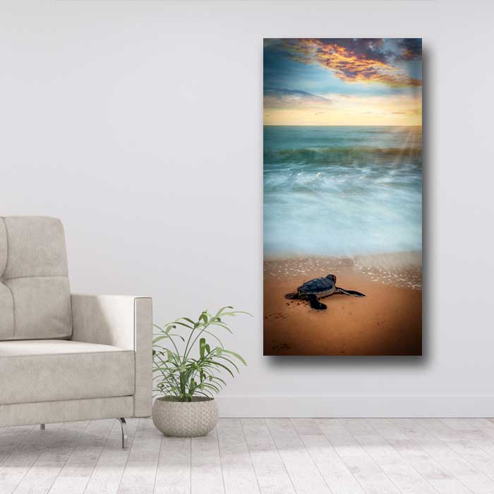 Aluminum Print - Sea outlets Turtle Sunrise