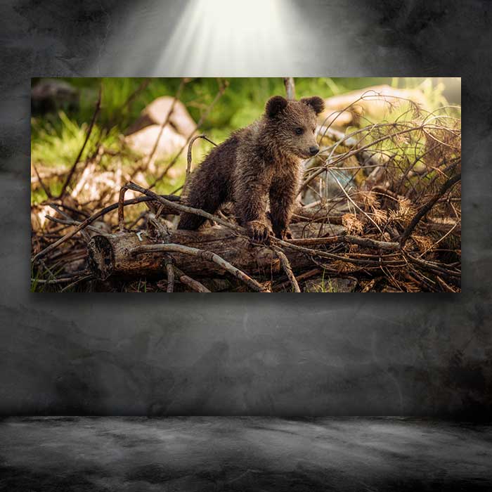 Bear Cub Standing on Tree