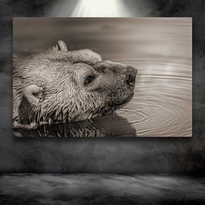 Bear Face in Water