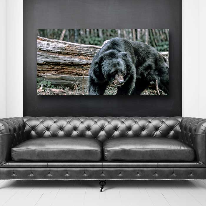 Big Black Bear