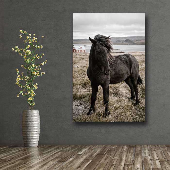 Black Horse Posing in Grass