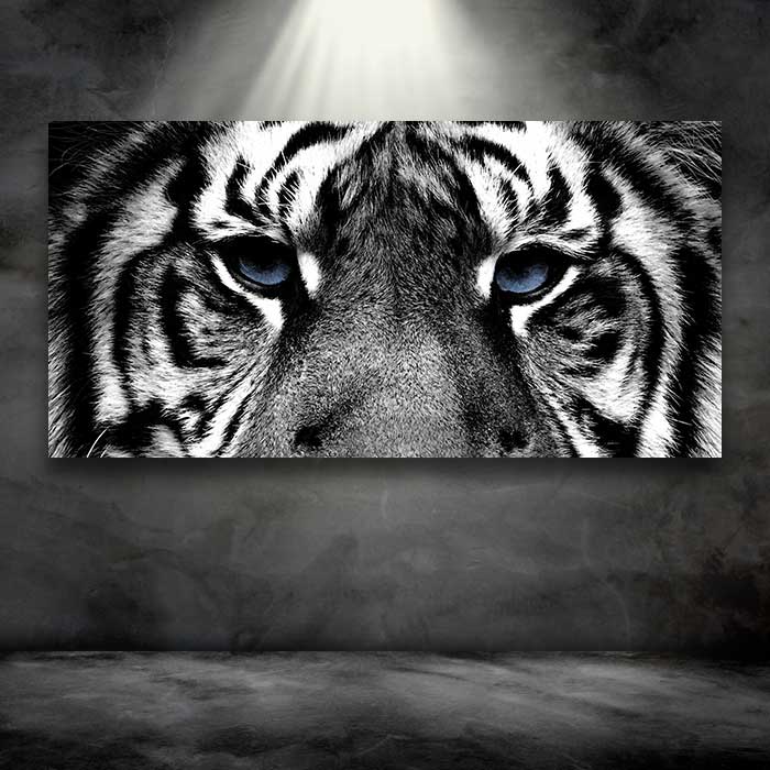 Blue Eyed Black and White Tiger Eyes
