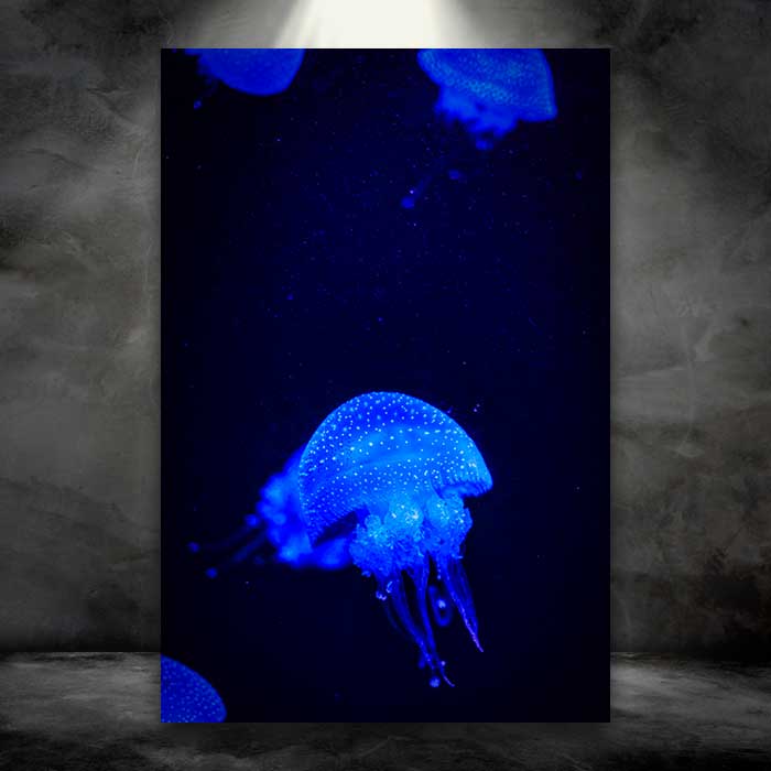 Blue Jellyfish