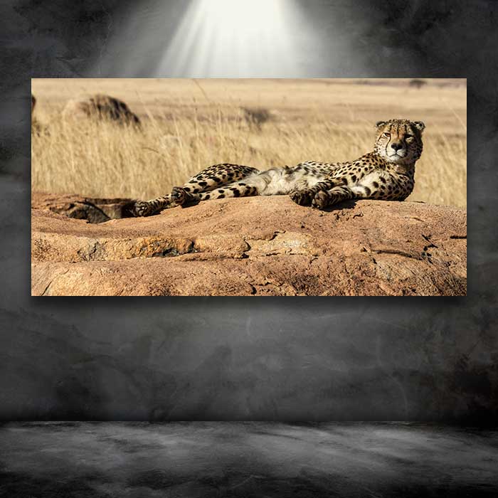 Cheetah on a Rock