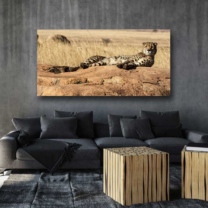 Cheetah on a Rock