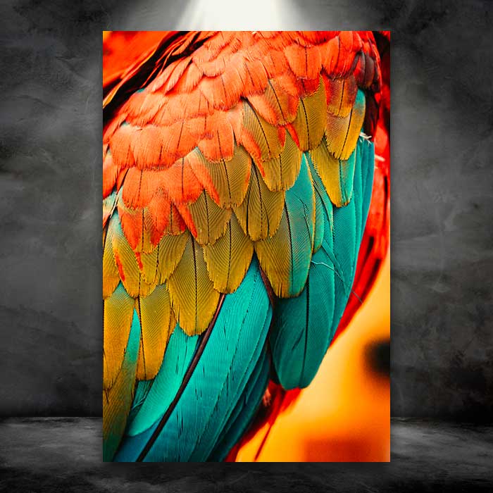 Colorful Bird Feathers