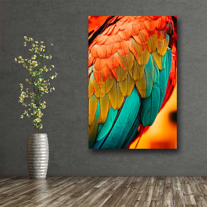 Colorful Bird Feathers