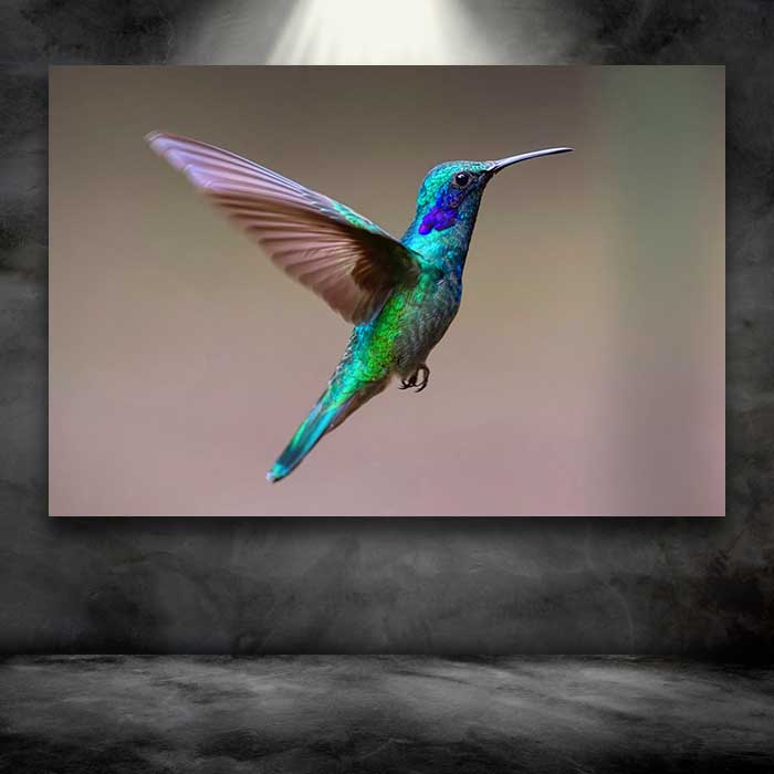 Colorful Hummingbird