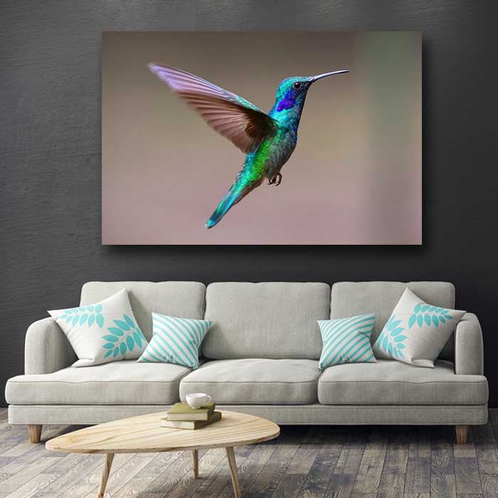 Colorful Hummingbird