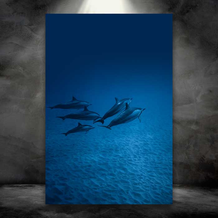 Dolphins Under Water