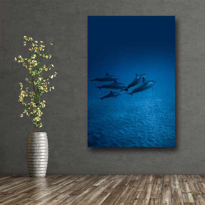 Dolphins Under Water
