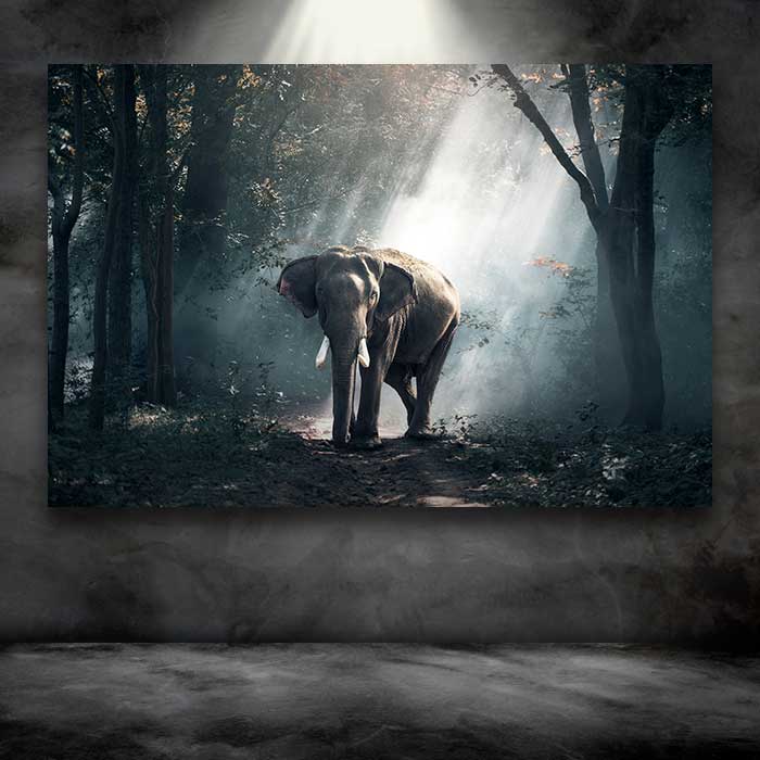 Elephant in African Jungle