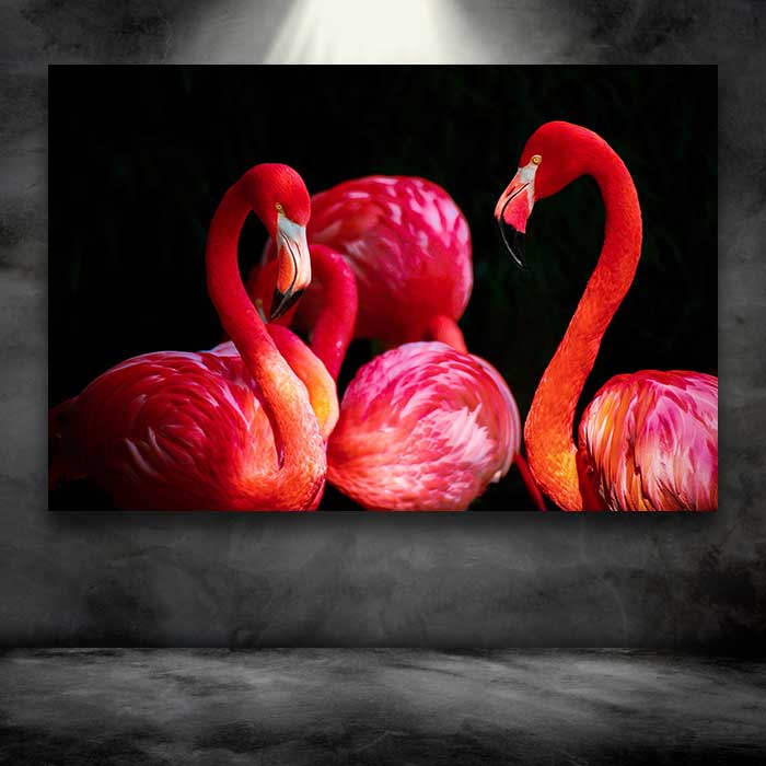 Flamingos