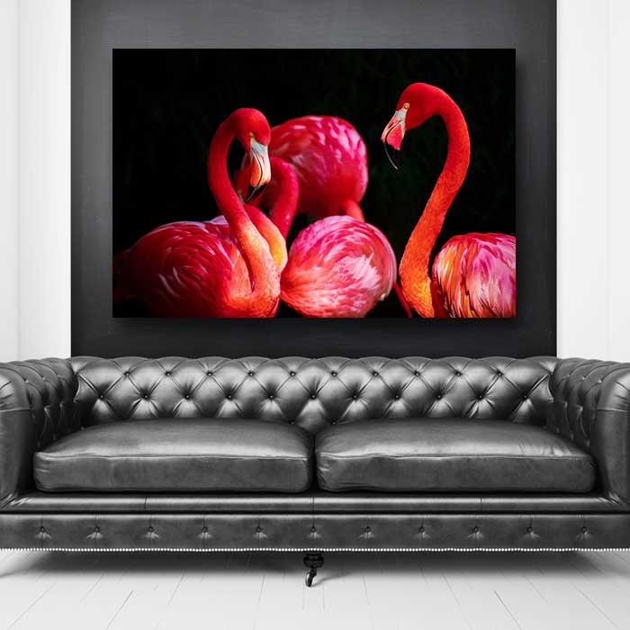 Flamingos