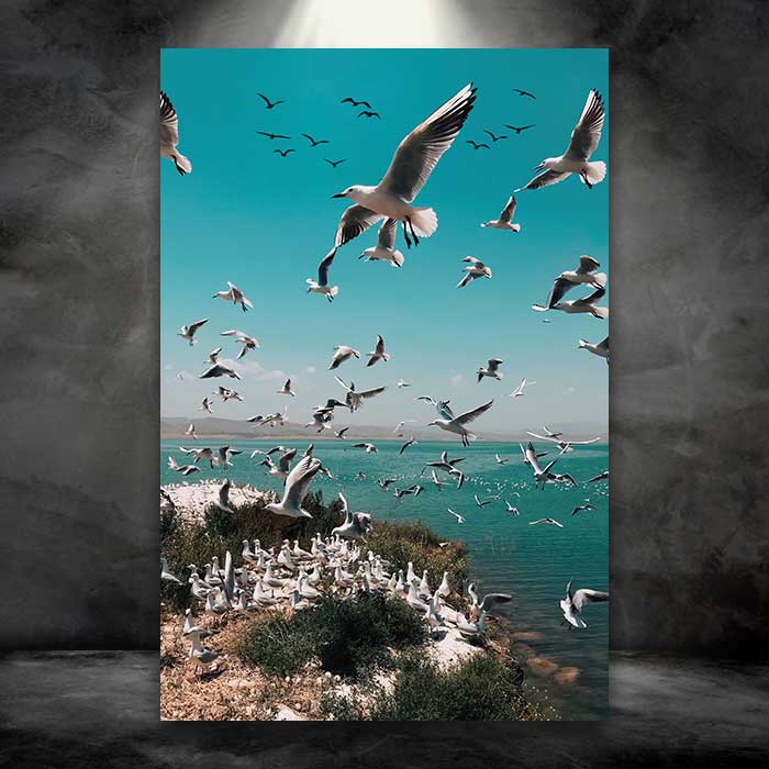 Flock of Seagulls on Island