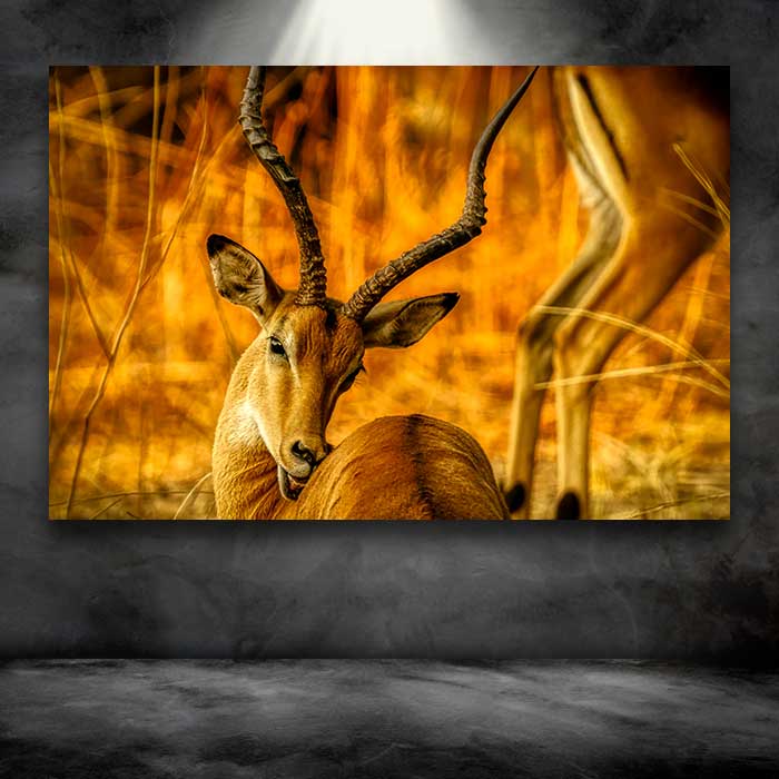 Golden Gazelle