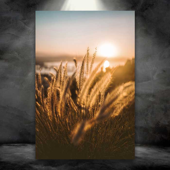 Golden Ornamental Grass in Sun