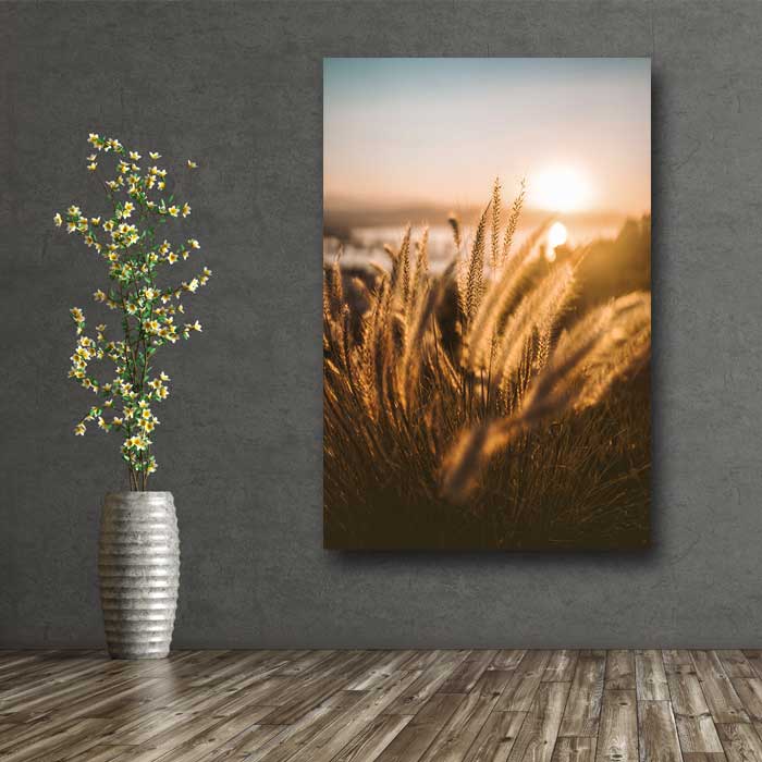 Golden Ornamental Grass in Sun
