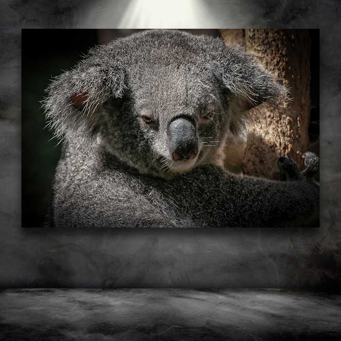 Grey Koala Bear