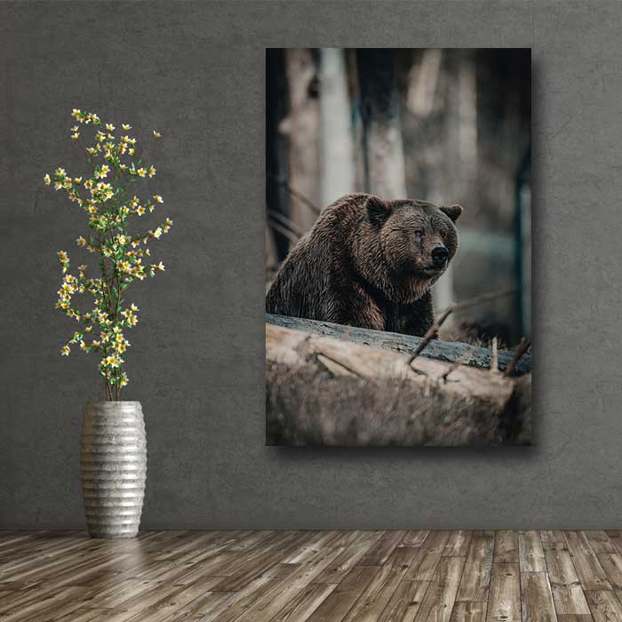 Grizzly Bear Staring in Woods
