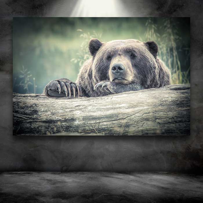 Grizzly Laying on a Log