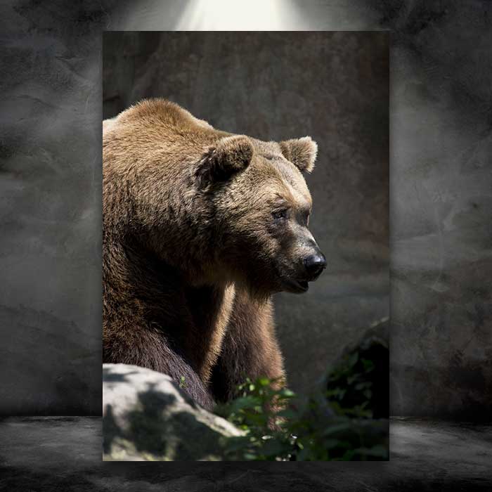 Grizzly by the Rocks