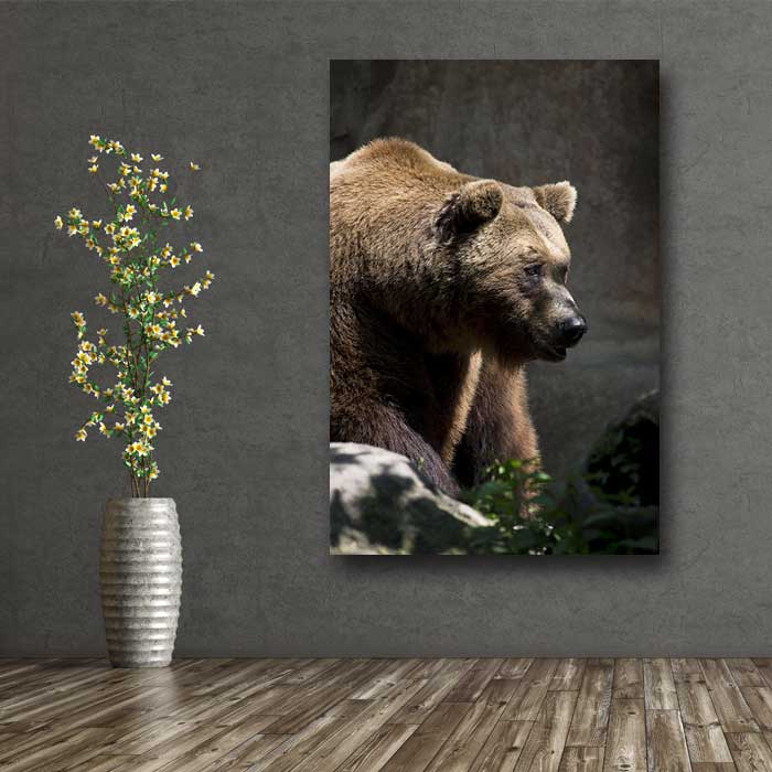 Grizzly by the Rocks