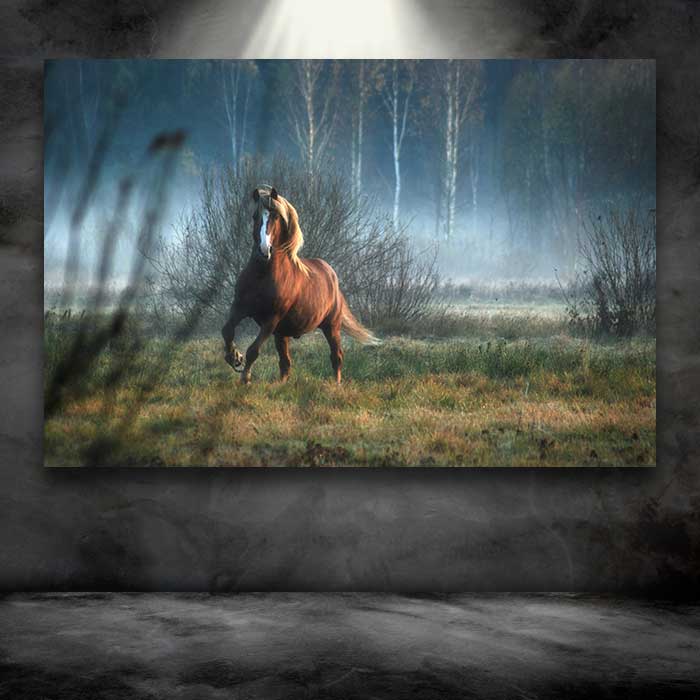Horse Dream