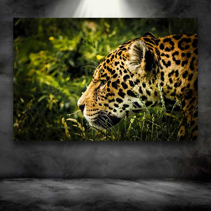 Jaguar