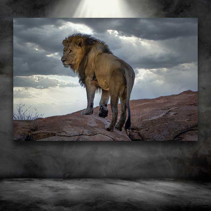 Lion on a Rock