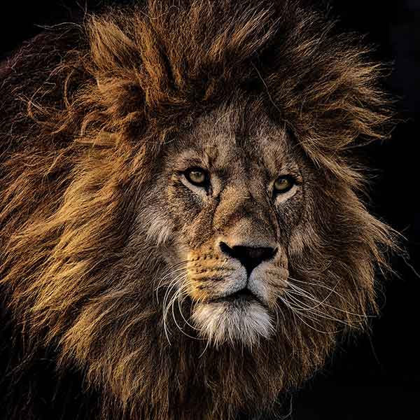 Lions Mane 5 Piece Coaster Set
