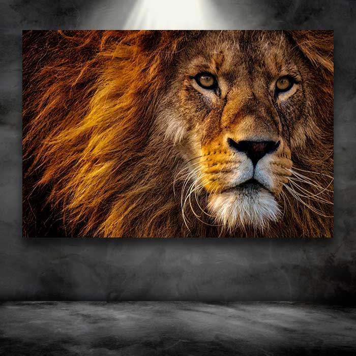 Male Lion Face