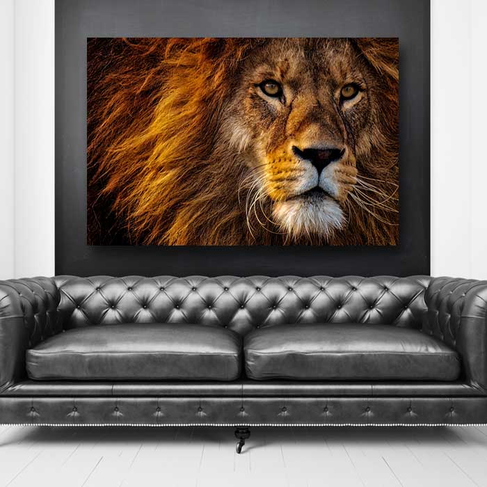 Male Lion Face
