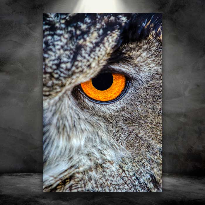 Owl Eye