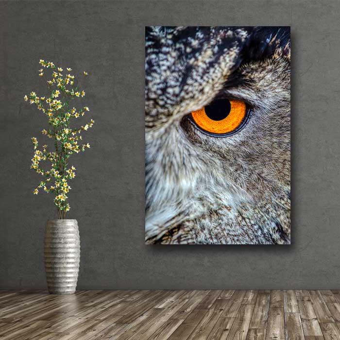 Owl Eye