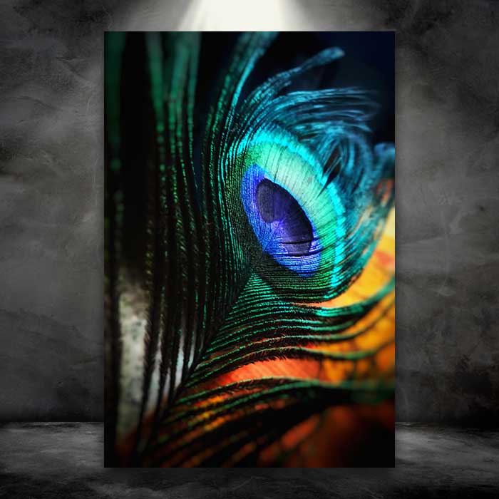 Peacock Feather