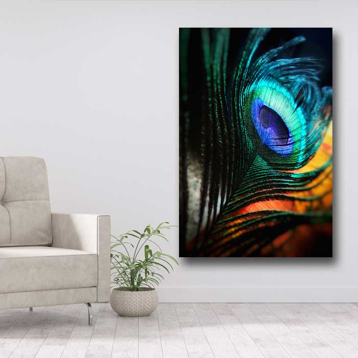 Peacock Feather
