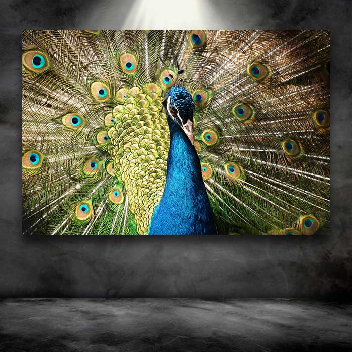 Peacock