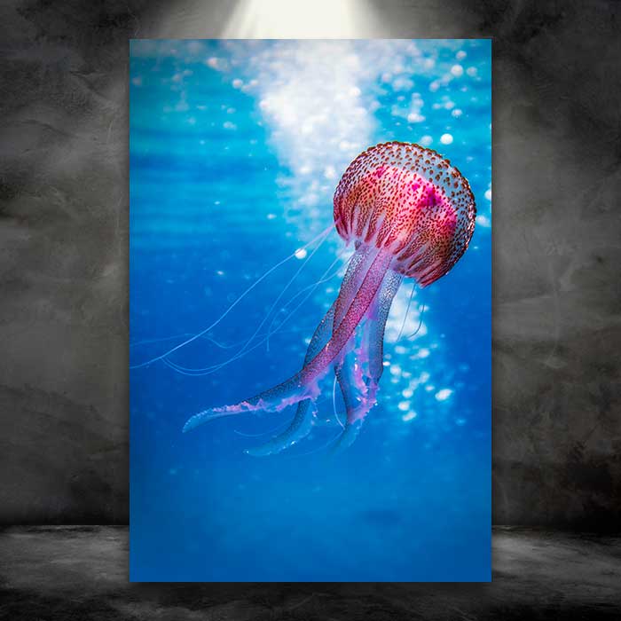 Pink Jellyfish