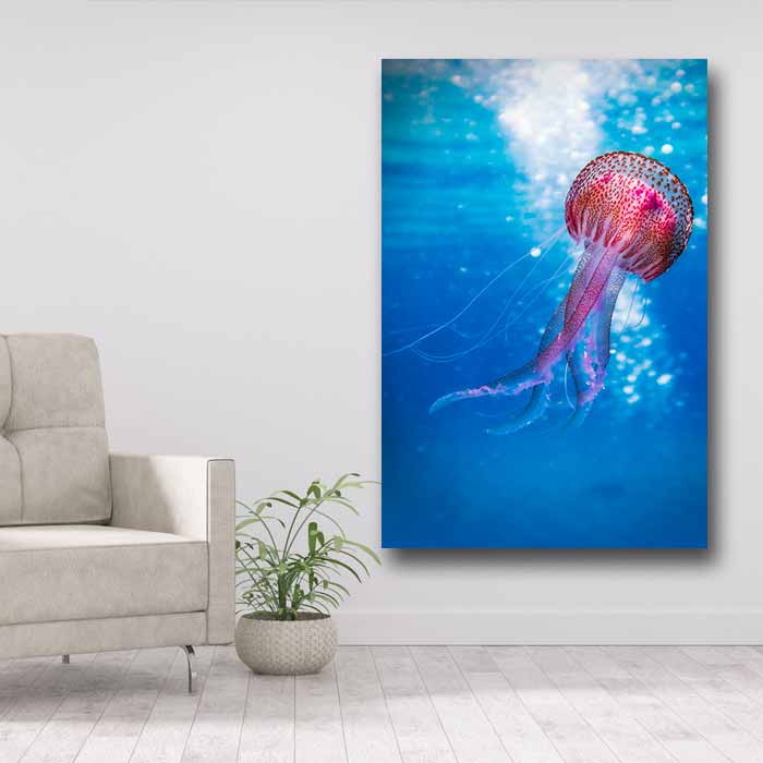 Pink Jellyfish