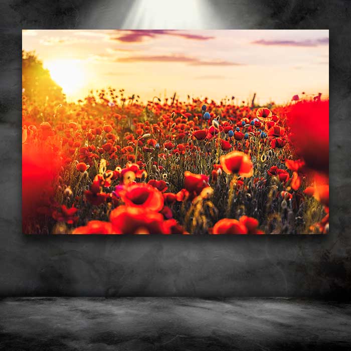 Pretty Red Flowers and Sunrise