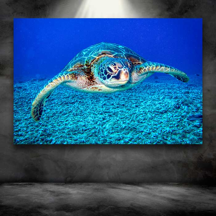 Sea Turtle
