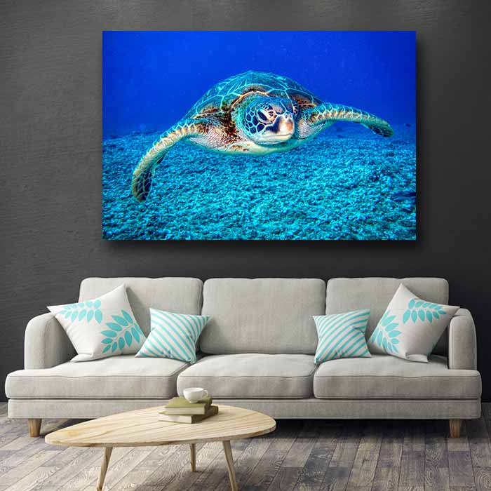 Sea Turtle