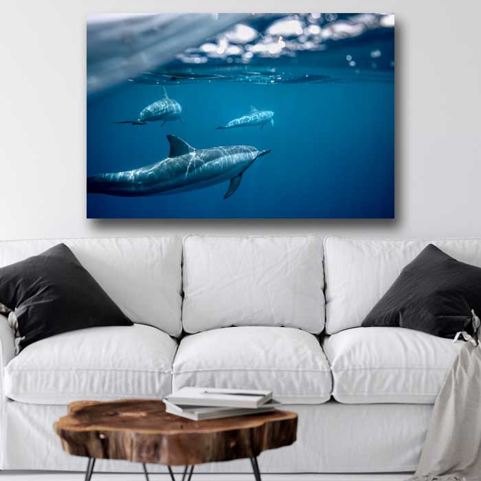 Three Dolphins Underwater