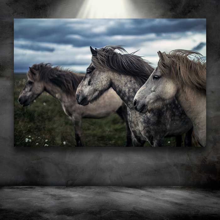 Three Wild Horses