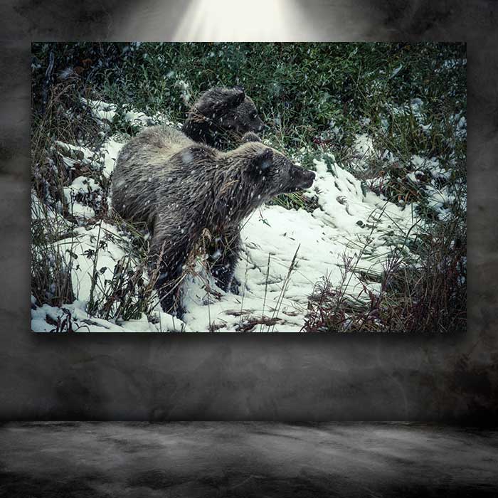 Two Brown Bears in Snow