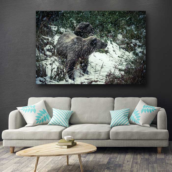 Two Brown Bears in Snow