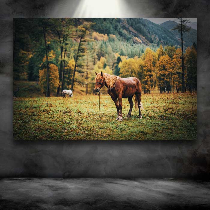 Wet Horse in the Fall