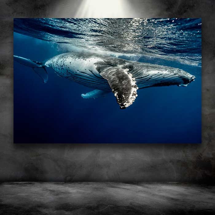 Whale Underwater