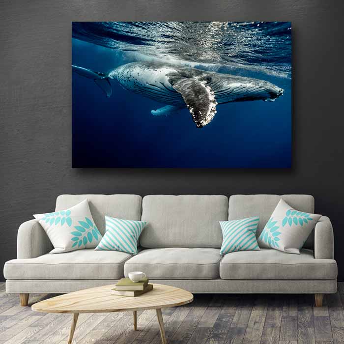 Whale Underwater